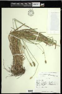 Carex muehlenbergii var. enervis image