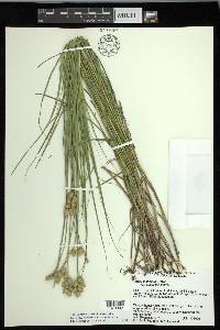 Carex missouriensis image