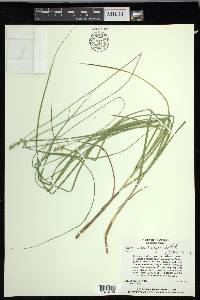 Carex muehlenbergii var. enervis image