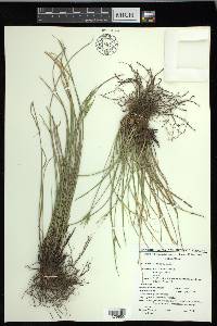 Carex multicaulis image