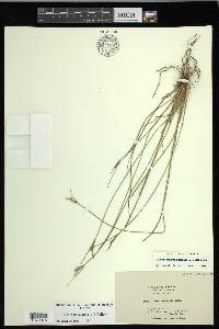 Carex multicaulis image