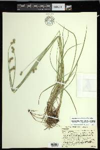 Carex molestiformis image