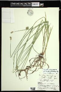 Carex molestiformis image