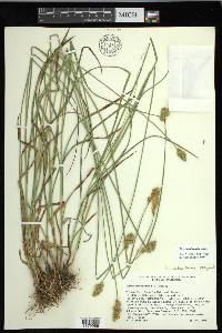 Carex multicostata image