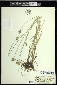 Carex molestiformis image