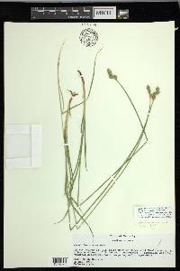 Carex molestiformis image