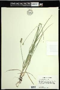 Carex muehlenbergii var. enervis image