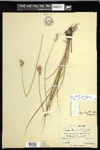 Carex missouriensis image