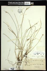 Carex multicaulis image