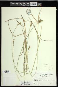 Carex molestiformis image