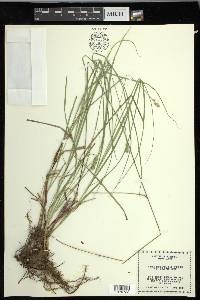 Carex muehlenbergii var. enervis image