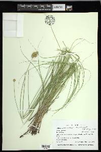 Carex missouriensis image