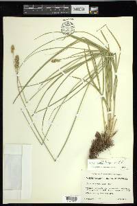 Carex muehlenbergii var. muehlenbergii image