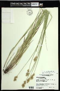 Carex missouriensis image