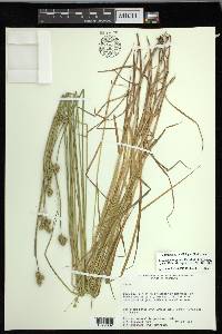 Carex molestiformis image