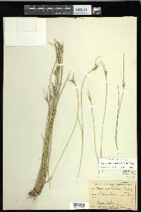 Carex multicaulis image