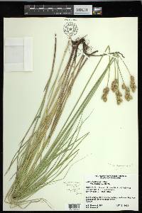 Carex missouriensis image