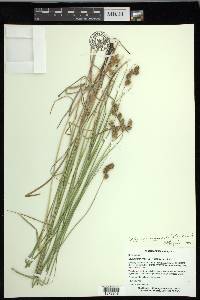 Carex missouriensis image