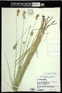 Carex missouriensis image