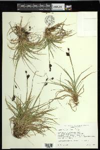 Carex misandra image