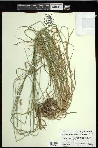 Carex molestiformis image