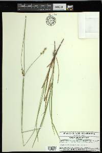 Carex muehlenbergii var. muehlenbergii image