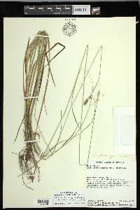 Carex muehlenbergii var. enervis image