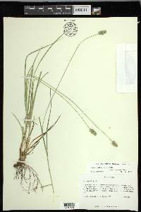 Carex muehlenbergii var. enervis image