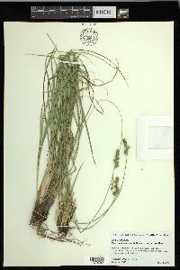 Carex muehlenbergii var. enervis image