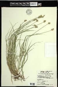 Carex molesta image