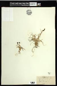 Carex misandra image