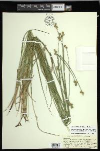 Carex molestiformis image