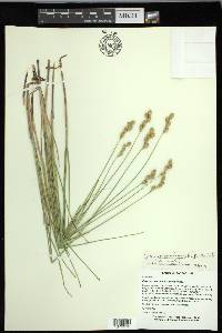 Carex missouriensis image