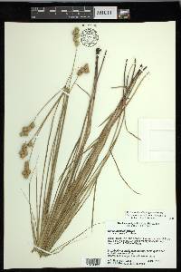 Carex missouriensis image