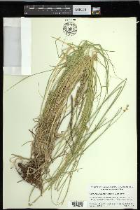 Carex molestiformis image