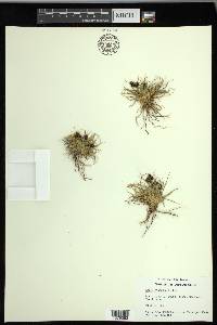 Carex misandra image
