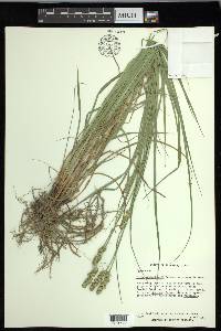 Carex muehlenbergii var. enervis image