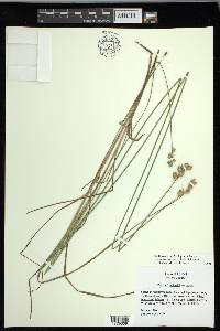 Carex missouriensis image