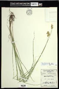 Carex missouriensis image