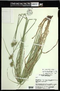 Carex molestiformis image