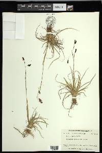 Carex misandra image