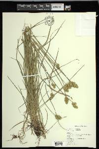 Carex molesta image