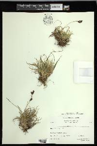 Carex misandra image