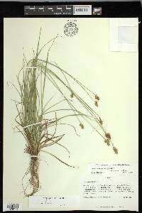 Carex muehlenbergii var. enervis image