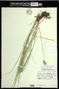 Carex missouriensis image