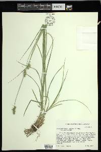 Carex muehlenbergii var. enervis image