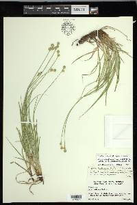 Carex molestiformis image