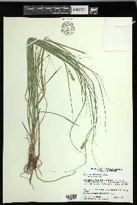 Carex muehlenbergii var. enervis image