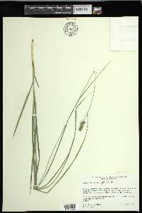 Carex muehlenbergii var. enervis image