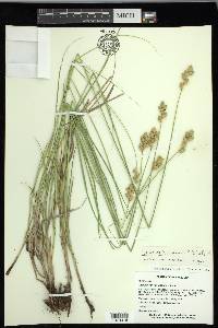 Carex missouriensis image